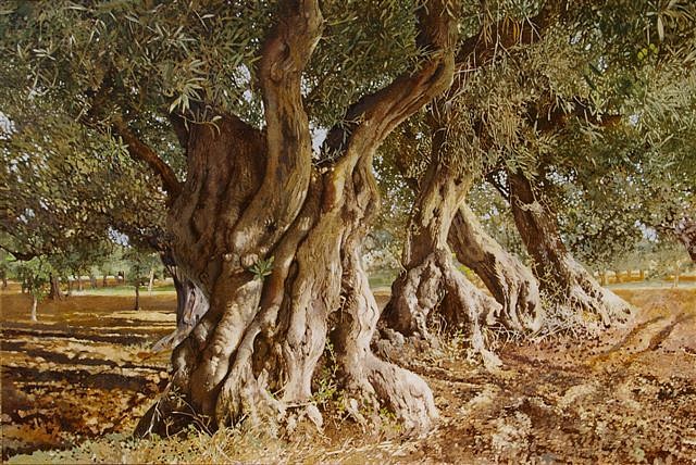 LEIGH VOIGT, WILD OLIVE TREES
OIL ON CANVAS