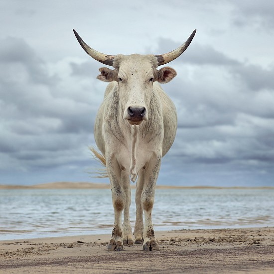 DANIEL NAUDÉ, XHOSA COW ON THE SHORE. KEI RIVER MOUTH, EASTERN CAPE, SOUTH AFRICA, EDITION OF 5
9 DECEMBER 2019, LIGHTJET C-PRINT