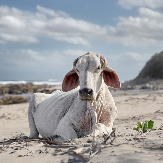 DANIEL NAUDÉ, XHOSA COW SITTING ON THE SHORE. MNENU RIVER MOUTH, EASTERN CAPE, SOUTH AFRICA, EDITION OF 6
4 DECEMBER 2019, LIGHTJET C-PRINT