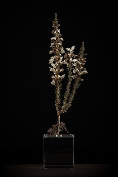 NicBladen Botanicals Black (Erica monsoniana)0834