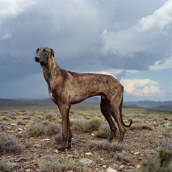 DANIEL NAUDÉ, AFRICANIS 12. RICHMOND,  NORTHERN CAPE, 4 APRIL 2009 2018
2009, C-PRINT