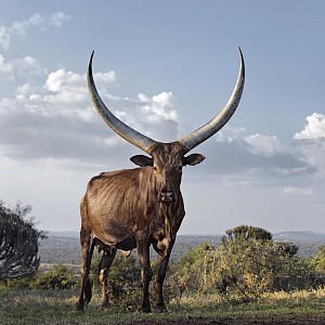 Ankole 17. Lake Mburo district, Nyabushozi, Western Region, Uganda, 2012 HR