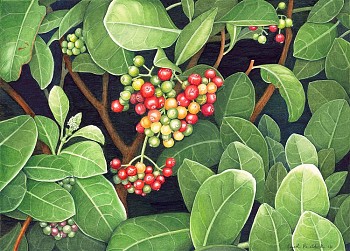 Carol Reddick Psychotria capensis.EVERARD READ.jpg.SMALL