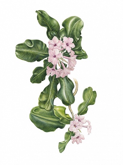 GILLIAN CONDY, ADENIUM BOEHMIANUM
WATERCOLOUR