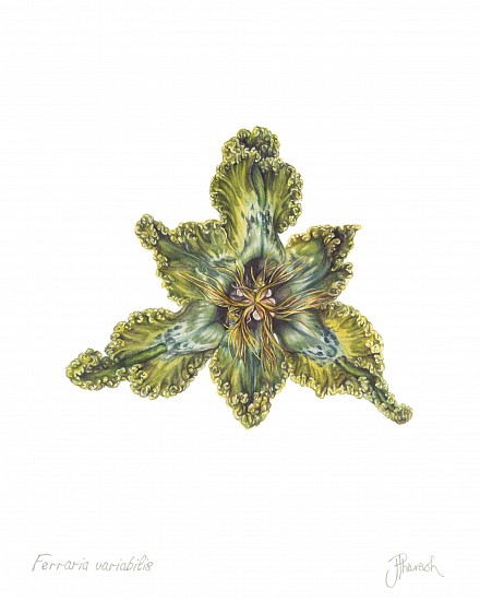 JENNY PHARAOH, FERRARIA VARIABILIS
WATERCOLOUR