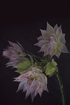 013 ANJA BLACK Serruria Florida.SMALL