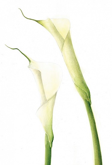 NITSA CHRISTOPHER, Zantedeschia aethiopica (arum lily)-BAW 040
2018, WATERCOLOUR AND PENCIL ON PAPER