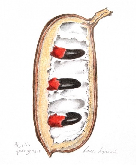 KAREN COMINS, Afzelia quanzensis (pod mahogany)-BAW049
2018, COLOURED PENCIL ON PAPER