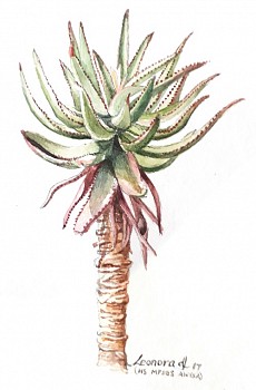 065 Leonora de Lange Aloe Ferox.SMALL