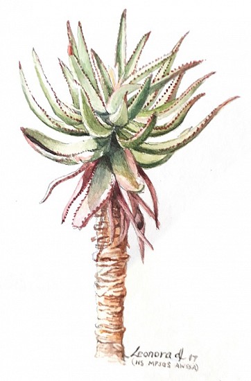 LEONARA DE LANGE, Aloe ferox(bitter aloe)-BAW 065
2018, WATERCOLOUR ON PAPER