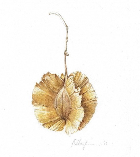 BRENDA SHAFIR, Combretum zeyheri (large-fruited bushwillow)-BAW 191
2018, COLOURED PENCIL ON PAPER