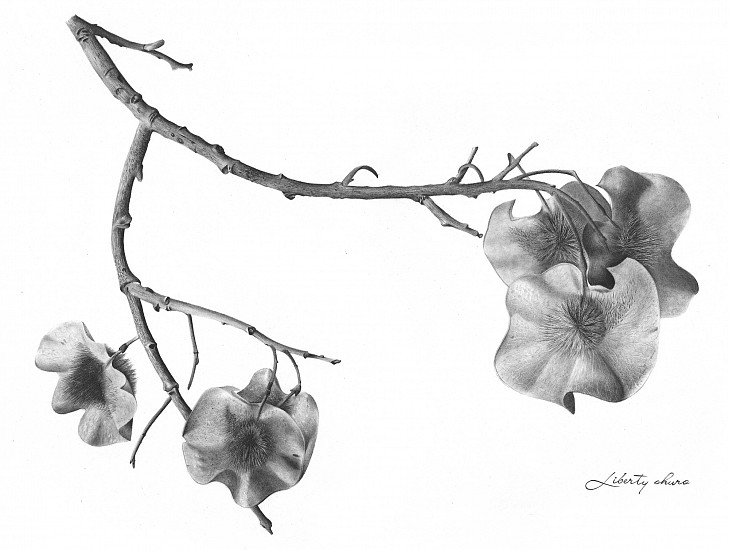 LIBERTY SHURO, Pterocarpus angolensis (bloodwood)-BAW195
2018, GRAPHITE ON PAPER