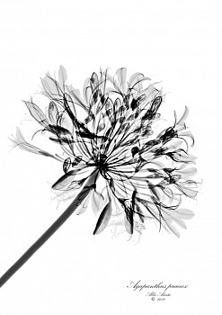 227 Agapanthus Final A2.SMALL