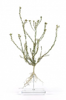 Leucodendron linefolium white