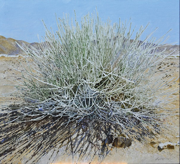 LEIGH VOIGT, CADABA APHYLLA, LEAFLESS WORMBUSH, RICHTERSVELD
OIL  ON CANVAS