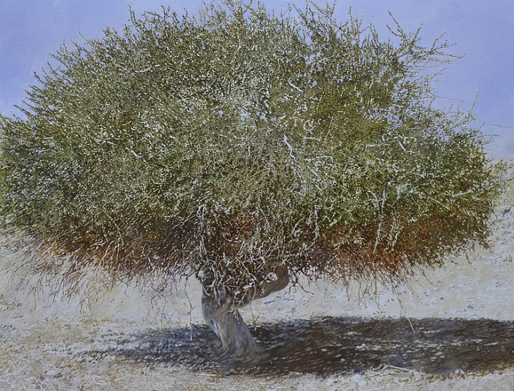 LEIGH VOIGT, OLD BOSCIA ALBITRUNCA 3
2020, OIL ON CANVAS