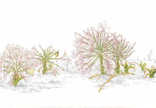 15. Nerine laticoma â€“ gifbol, vleilelie