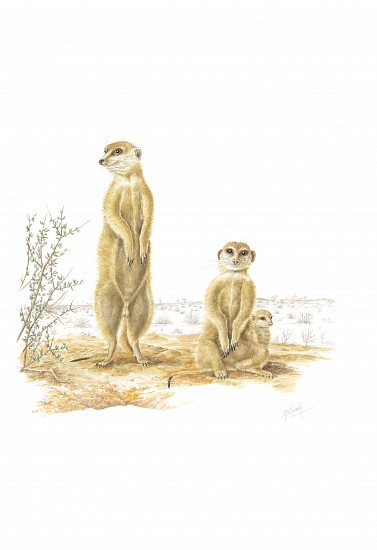 GILLIAN CONDY, Suricata suricatta – meerkat
Watercolor on Arches 300 gsm hot press board