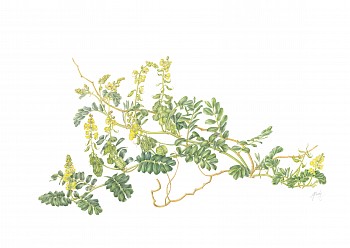 1. Senna italica Mill. subsp. arachoides Ã¢â‚¬â€œ elandÃ¢â‚¬â„¢s pea