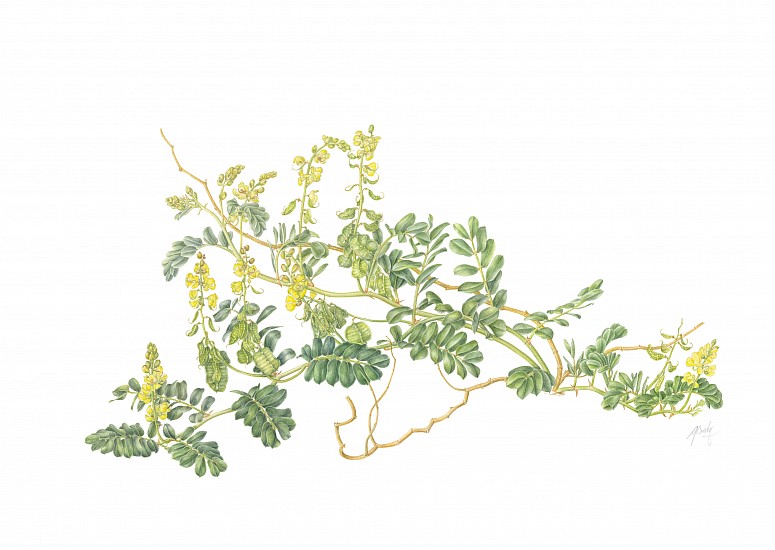 GILLIAN CONDY, Senna italica subsp. archoides– eland’s pea
Watercolor on Arches 300 gsm hot press board