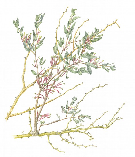 GILLIAN CONDY, Tapinanthus oleifolius – mistletoe on Senegalia mellifera – black thorn
Watercolor on Arches 300 gsm hot press board