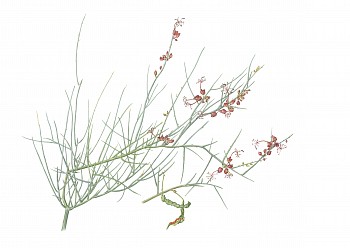 2. Cadaba aphylla Ã¢â‚¬â€œ leafless wormbush