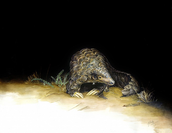 GILLIAN CONDY, Smutsia temminckii - Temminck's ground pangolin
Watercolor on Arches 300 gsm hot press board