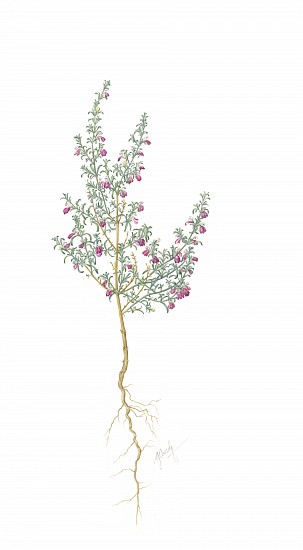 GILLIAN CONDY, Justicia divaricata – wild lucerne
Watercolor on Arches 300 gsm hot press board