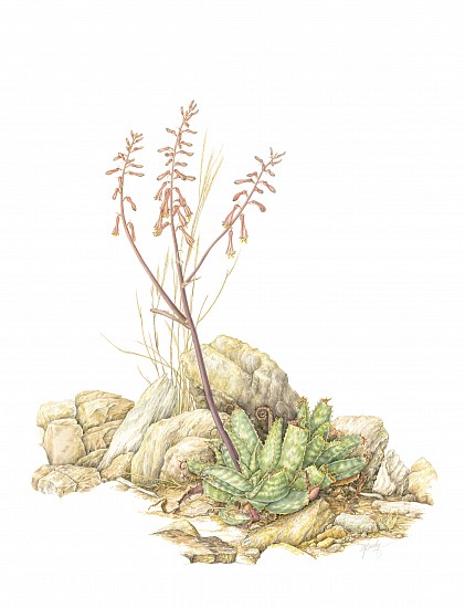 GILLIAN CONDY, Aloe grandidentata – bontaalwyn
Watercolor on Arches 300 gsm hot press board