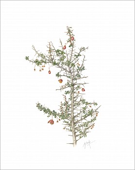 3. Putterlickia pyracantha Ã¢â‚¬â€œ false spike thorn
