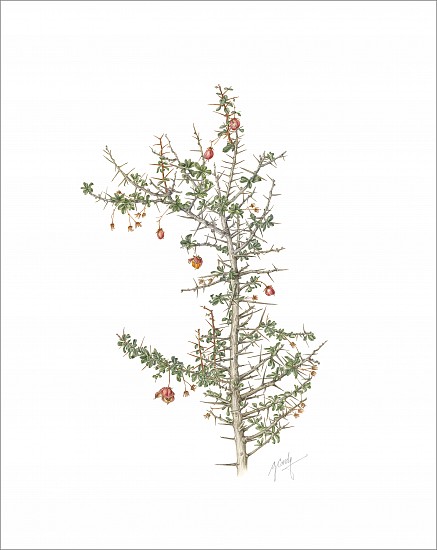 GILLIAN CONDY, Putterlickia pyracantha – false spike-thorn
Watercolor on Arches 300 gsm hot press board