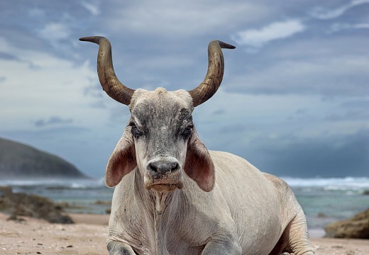 web Xhosa ox sitting on the shore. Hluleka, Eastern Cape, South Africa, 4 December 2019. The Bovine Prophecy. DNAUDE small