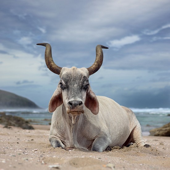 DANIEL NAUDÉ, OX SITTING ON THE SHORE, HLULEKA, EASTERN CAPE, SOUTH AFRICA, EDITION OF 3
4 JANUARY 2019, LIGHTJET C-PRINT