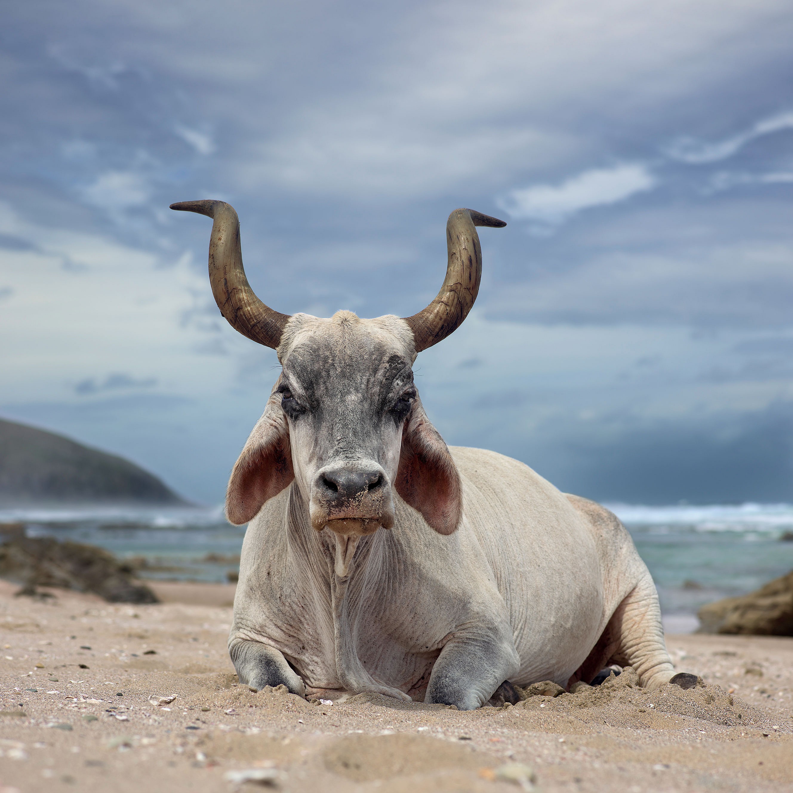 web Xhosa ox sitting on the shore. Hluleka, Eastern Cape, South Africa, 4 December 2019. The Bovine Prophecy. DNAUDE small