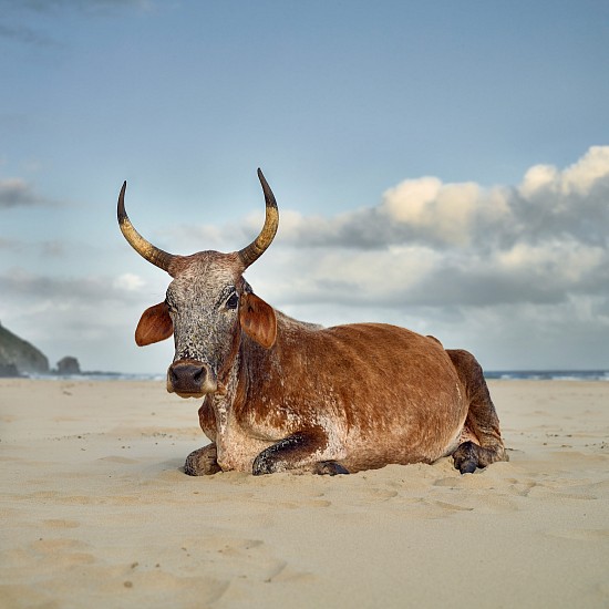 DANIEL NAUDÉ, XHOSA NGUNI COW SITTING ON THE SHORE. MPANDE, EASTERN CAPE, SOUTH AFRICA, EDITION OF 5
10 JANUARY 2019, LIGHTJET C-PRINT