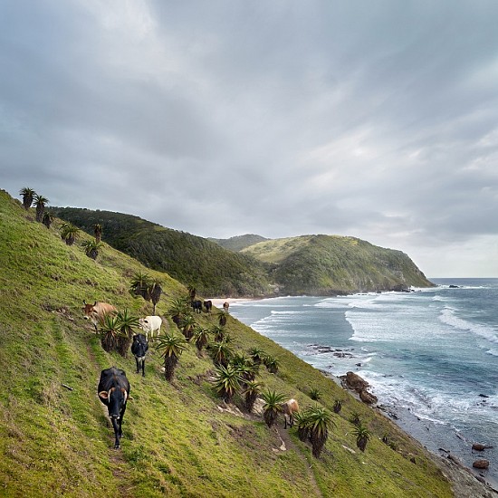 DANIEL NAUDÉ, XHOSA CATTLE AT SINANGWANA RIVER MOUTH. EASTERN CAPE, SOUTH AFRICA, EDITION OF 3
11 JANUARY 2019, LIGHTJET C-PRINT