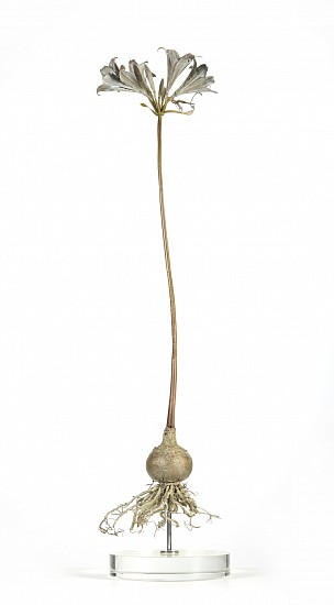 NIC BLADEN, AMARYLLIS BELLADONNA (21)
2021, BRONZE