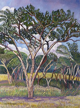 acacia tree grove e haden