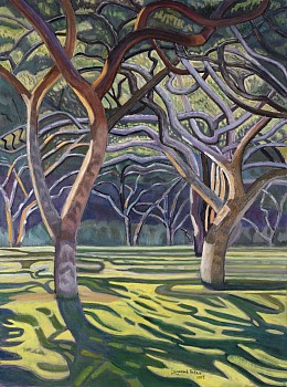 grove of camel thorn trees at cumberland in afternoon sunlight