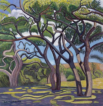 acacia trees at cumberland nature reserve e haden