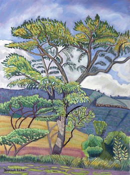 acacia tree e haden