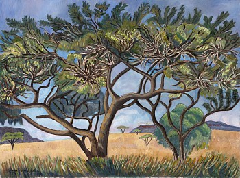 spreading acacia tree e haden