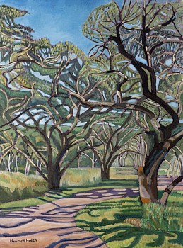 sunlight falling on acaccia trees e haden