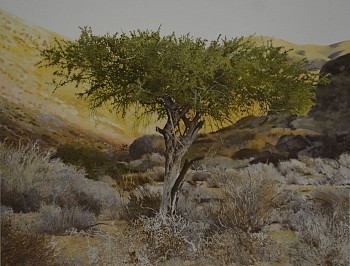 2. richtersveld boscia at dawn. oil on canvas 100 x 130 cm sold