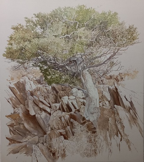 LEIGH VOIGT, BOSCIA ON THE ROCKS
2024, OIL  ON CANVAS