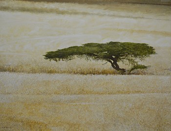 20. acacia in wheatfield ethiopia. oil on canvas. 100 x 130 cm r290