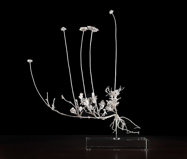 NIC BLADEN, SCABIOSA INCISA
2024, 925 SILVER