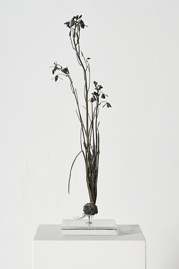 NIC BLADEN, ALBUCA FLACIDA
2025, BRONZE (UNIQUE)