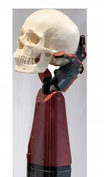 skull